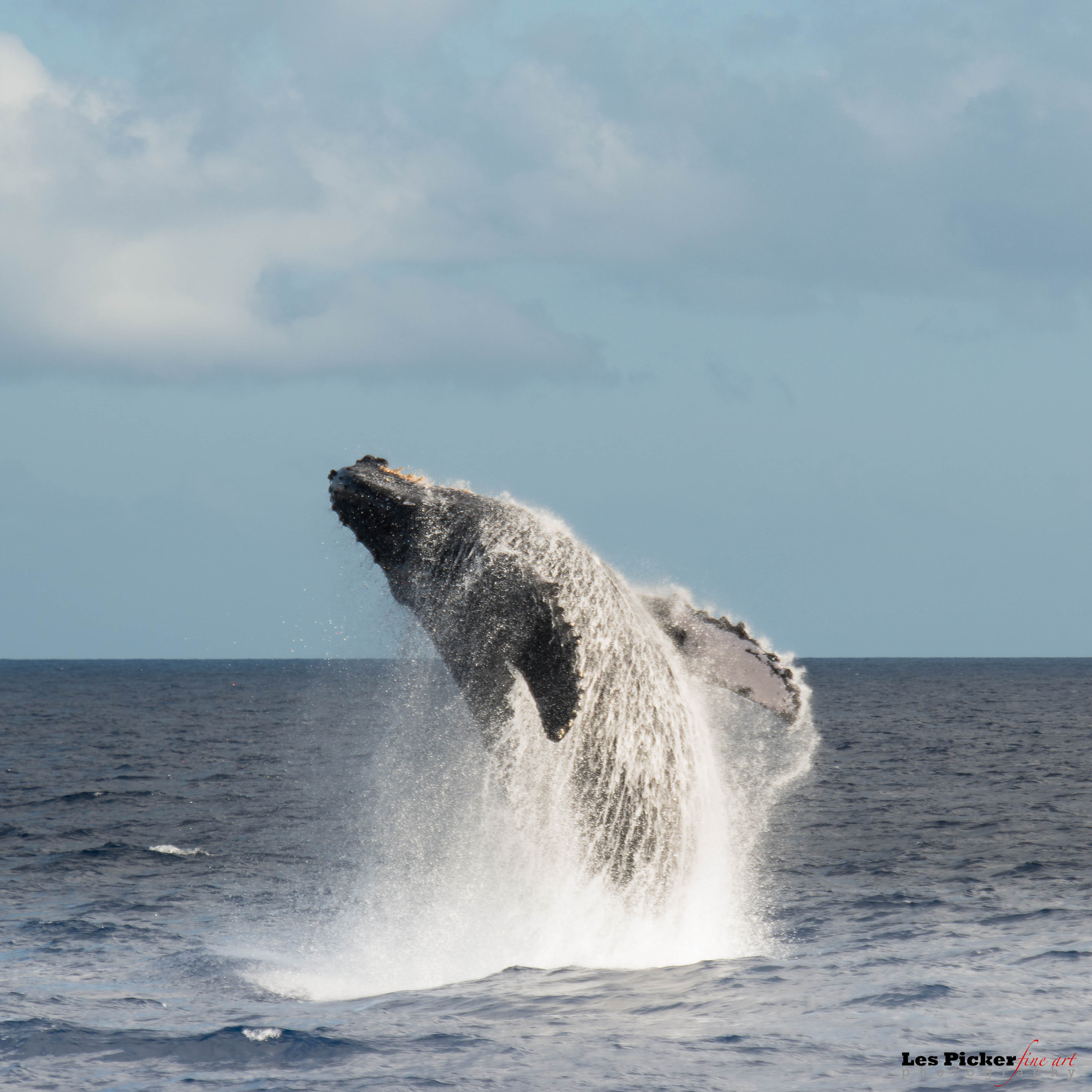 Photographing Whales off Maui