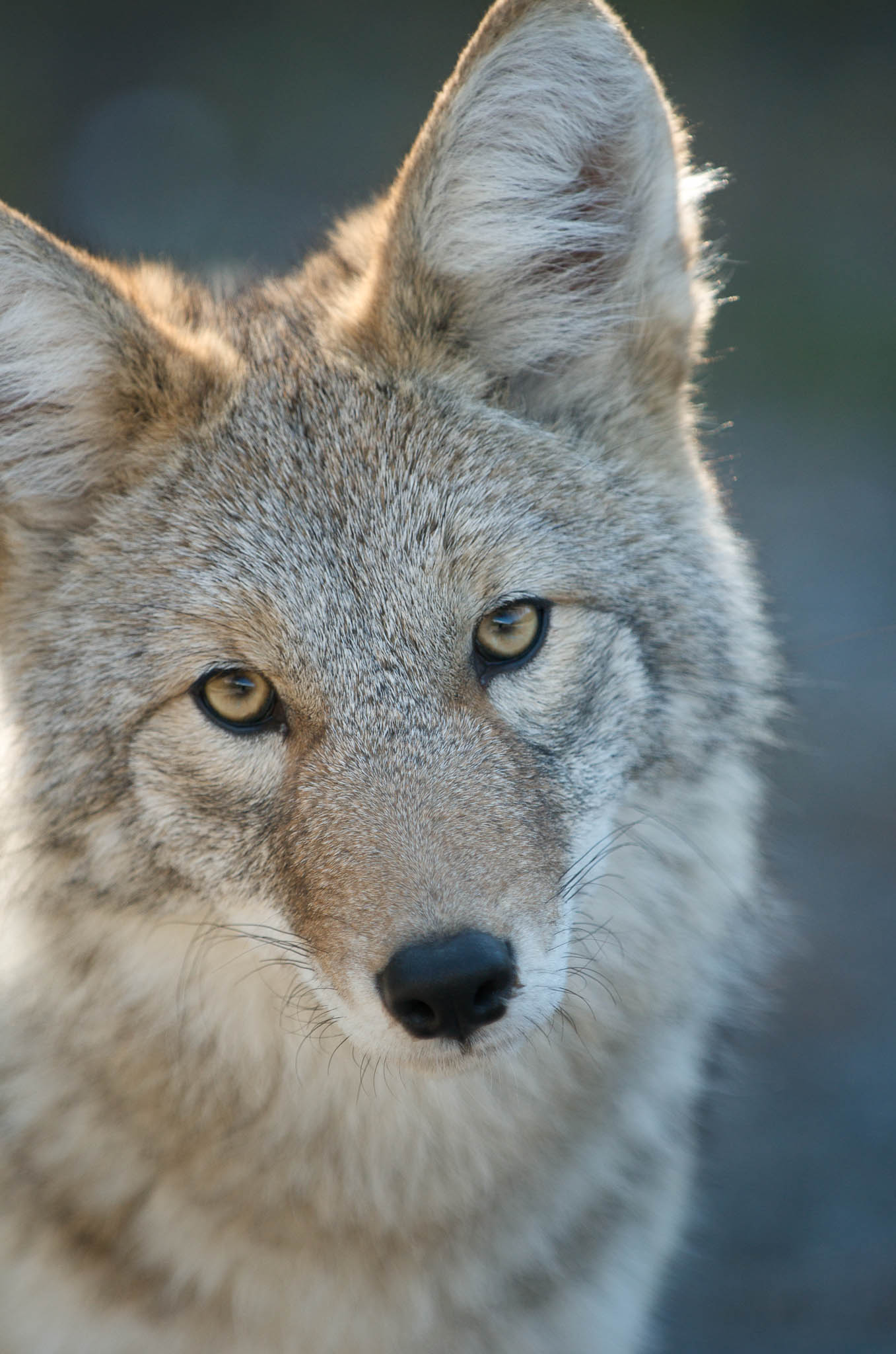 Wildlife Photo Tip #8: Nail the Eyes